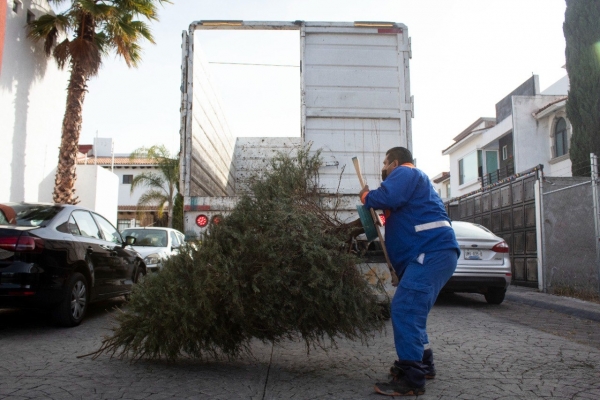 En marcha recolección de árboles de navidad naturales