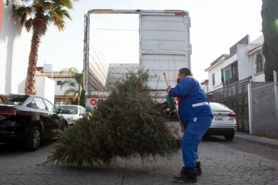 En marcha recolección de árboles de navidad naturales