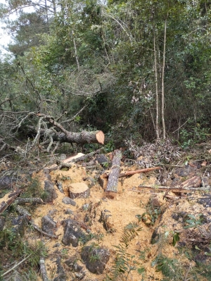 Continua la tala clandestina; aseguran madera y herramientas