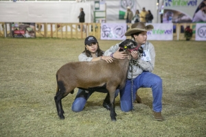 60 ganaderos presentes, 28 queretanos, en la 42 Exposición Nacional Ovina